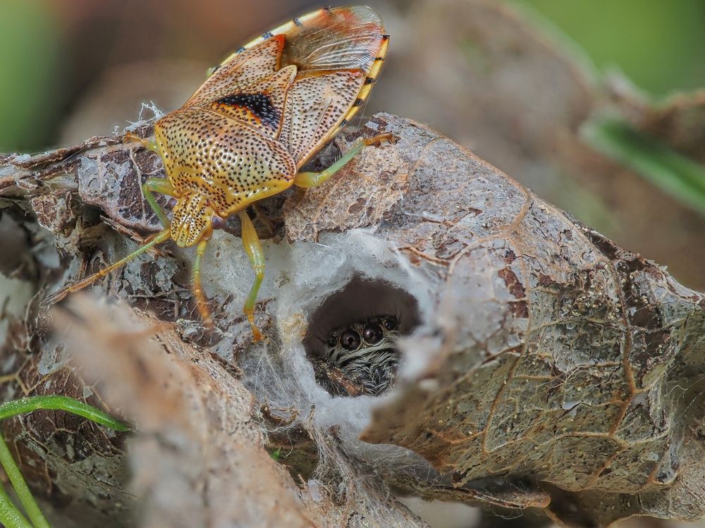 В надежном укрытии