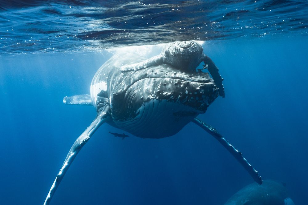 Photograph by AKASAKA AKIRA