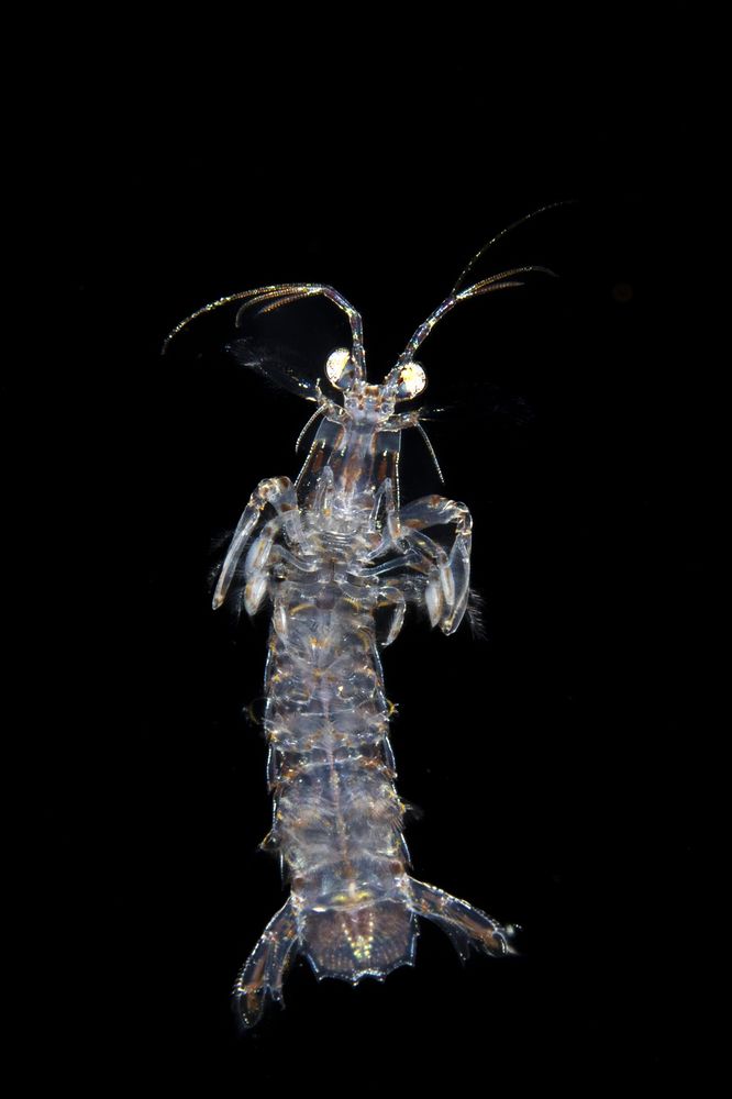 Larval mantis shrimp