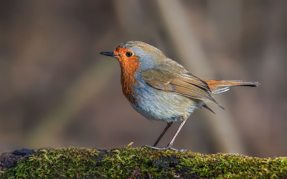 На замшелом бревнышке