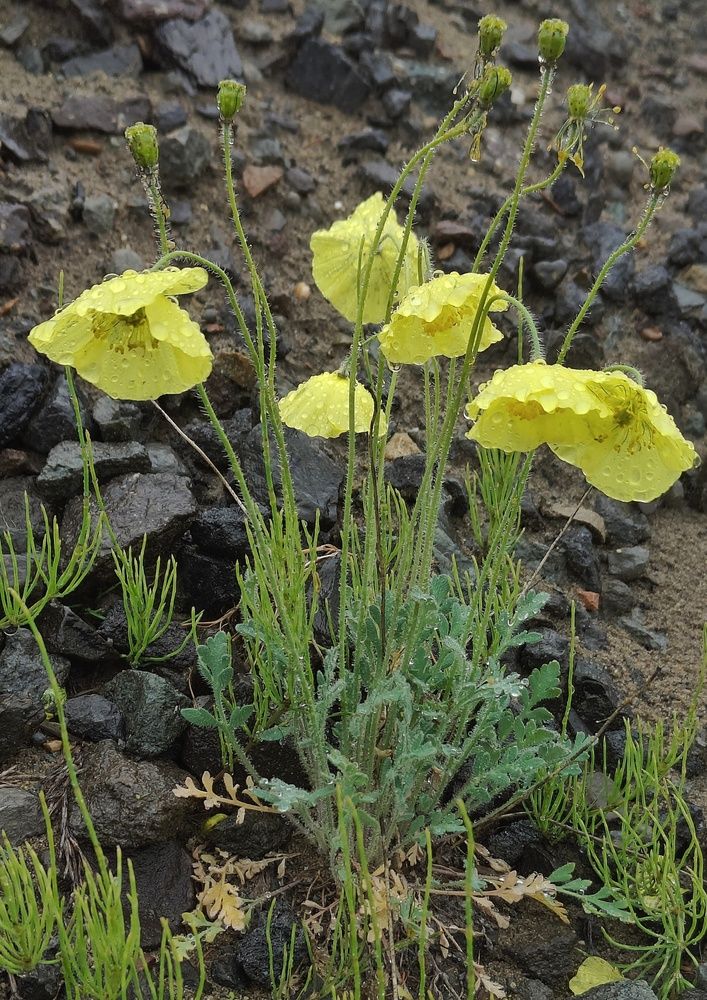 Полярные маки