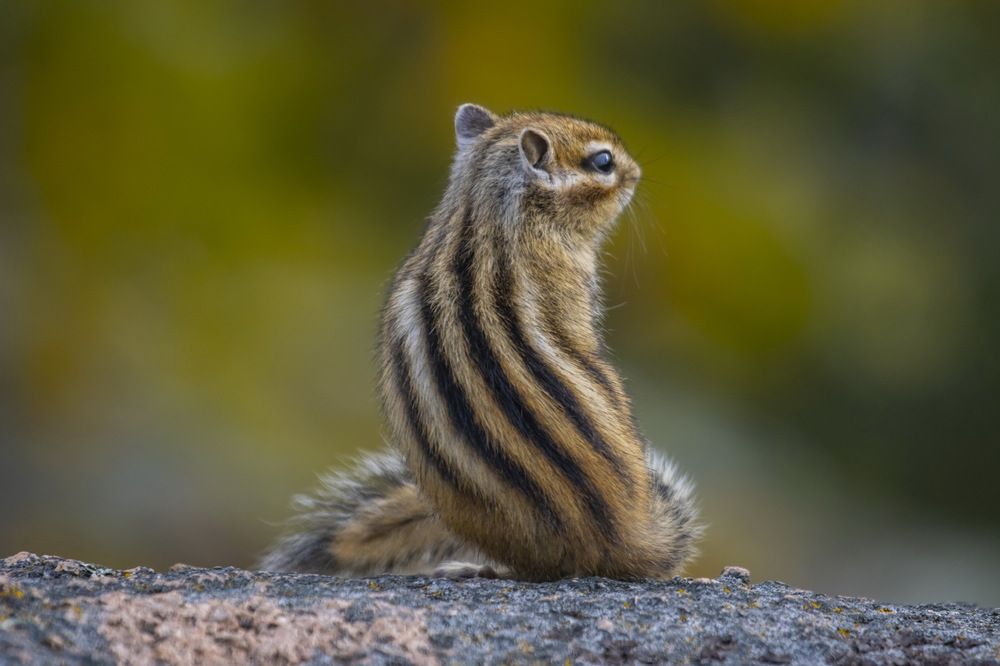 Photograph by Коровин Анатолий Владимирович