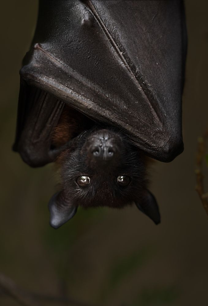 Photograph by Kaisyakuji Yushi