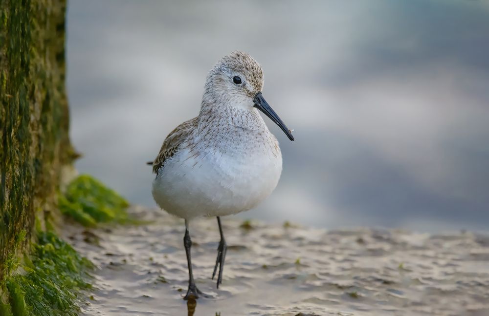 Вижу цель, не вижу препятствий.