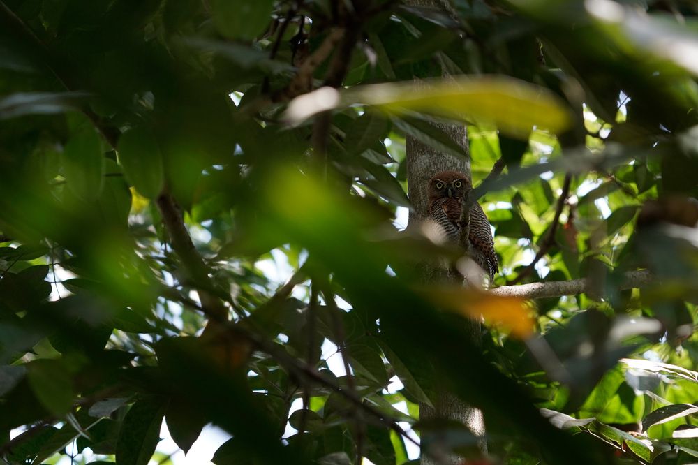 Фотография автора Raju Nair