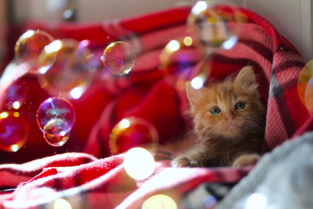 Photograph by Оксана Архипова