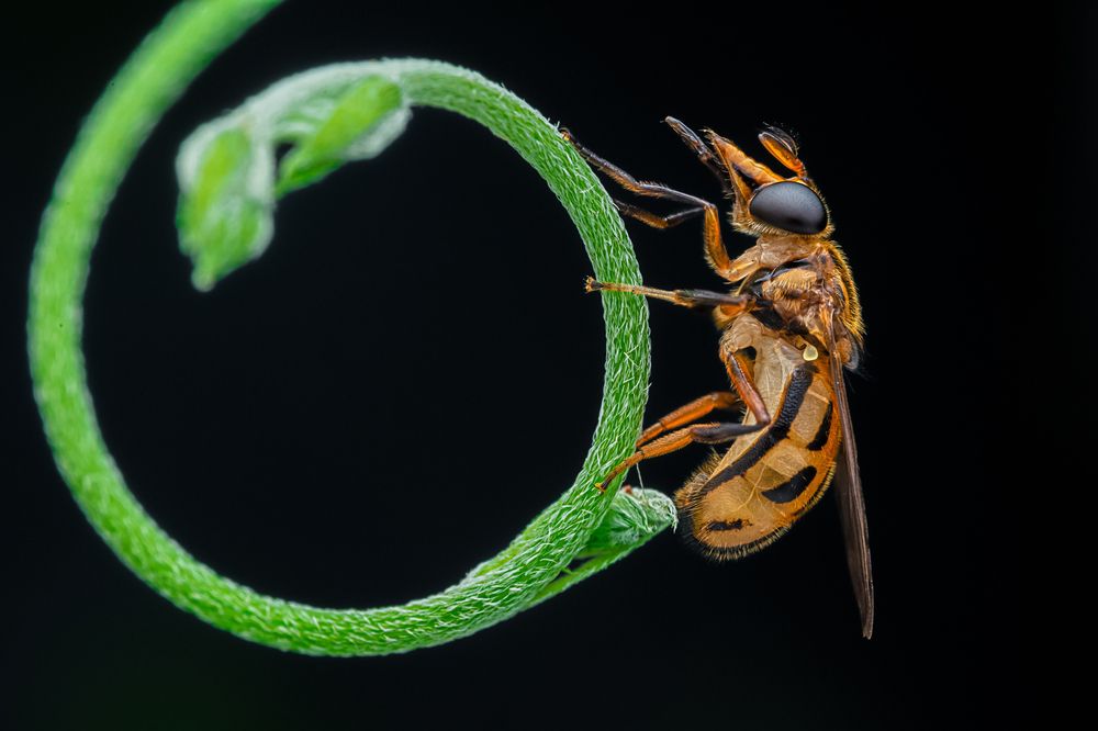 Hairy-horned Bromeliad Fly