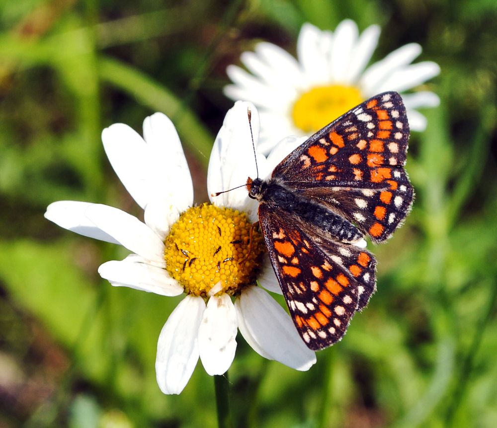 Photograph by Полевщиков Юрий