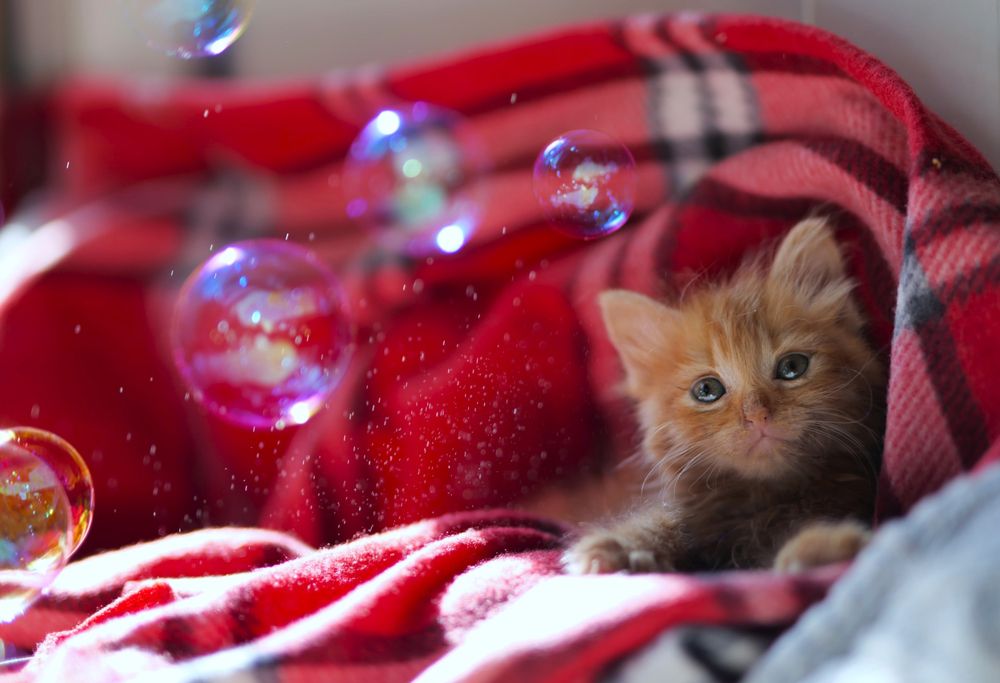 Photograph by Оксана Архипова