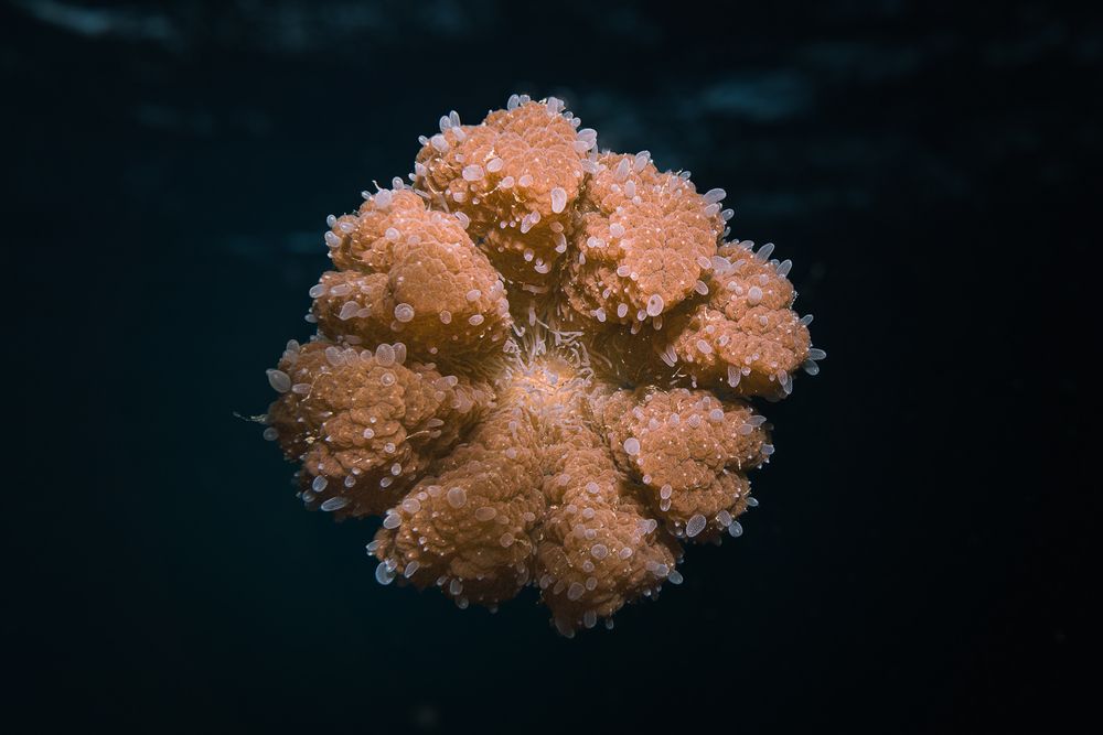 Photograph by Damian Almua