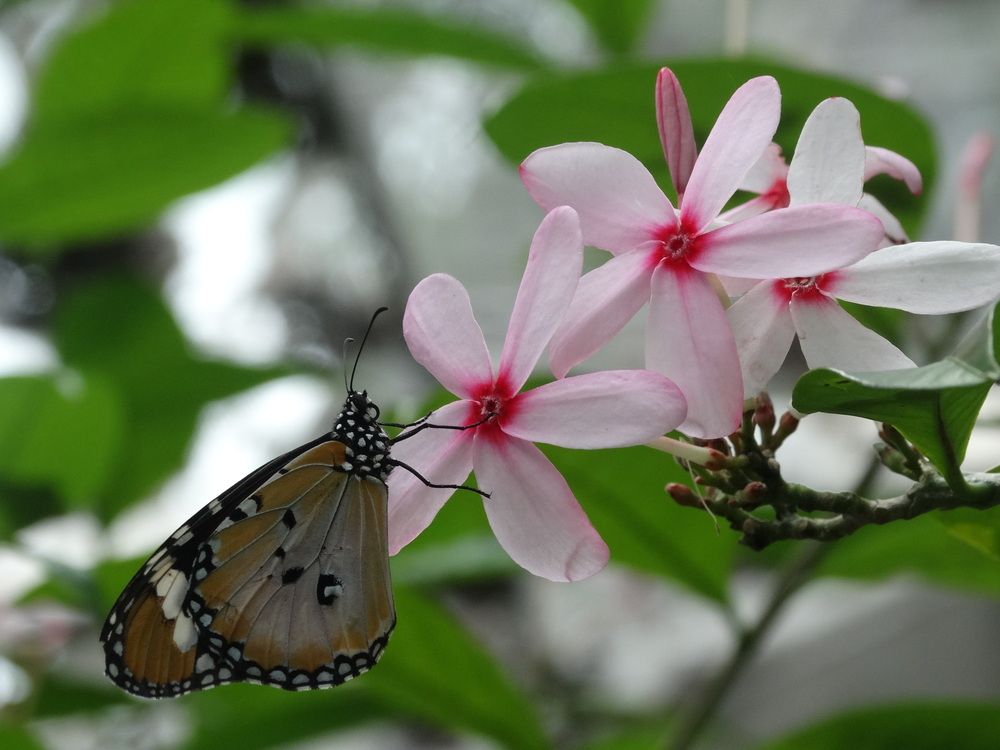 Photograph by Мила Милая