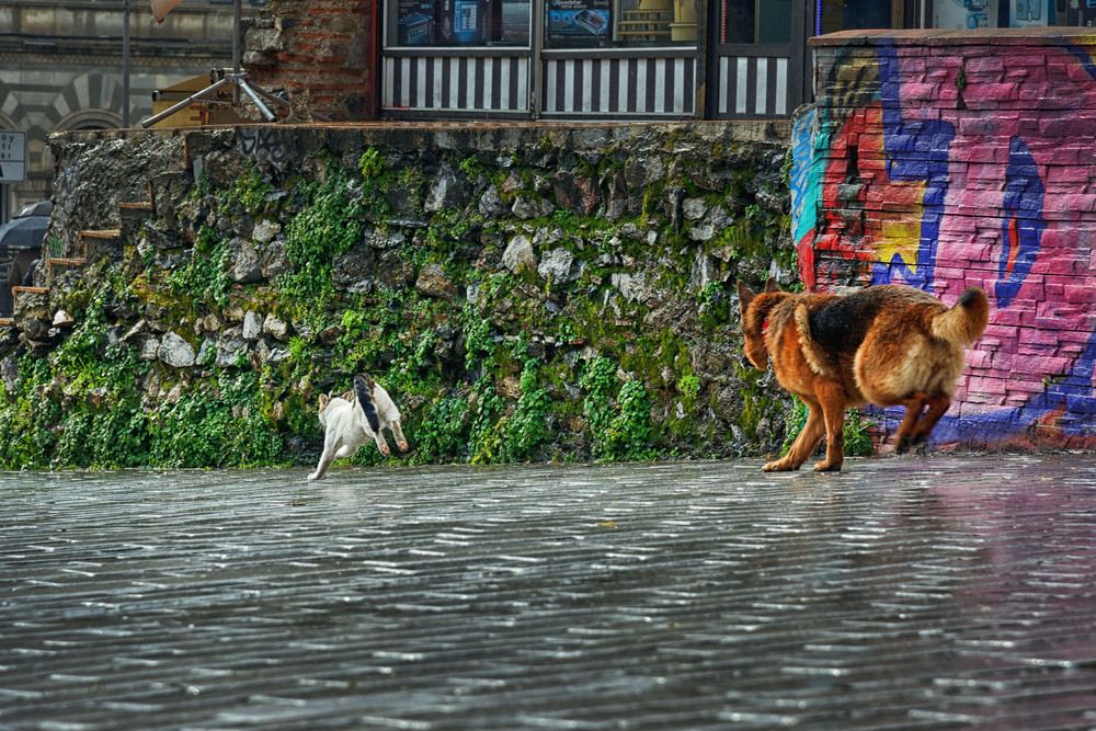 Photograph by Bekir Yesiltas
