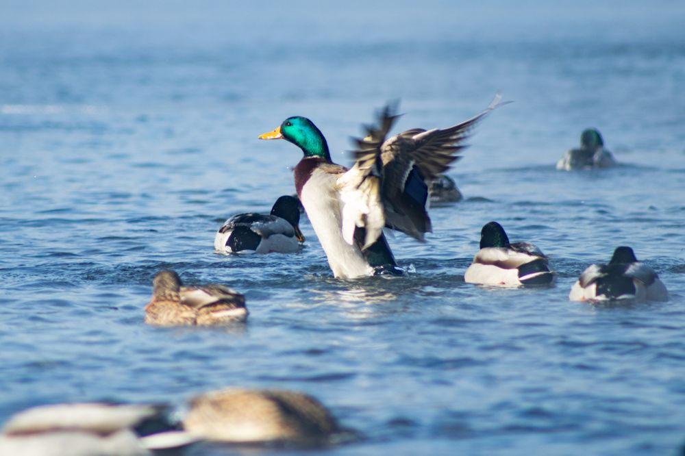 Фотография автора Пешков Егор