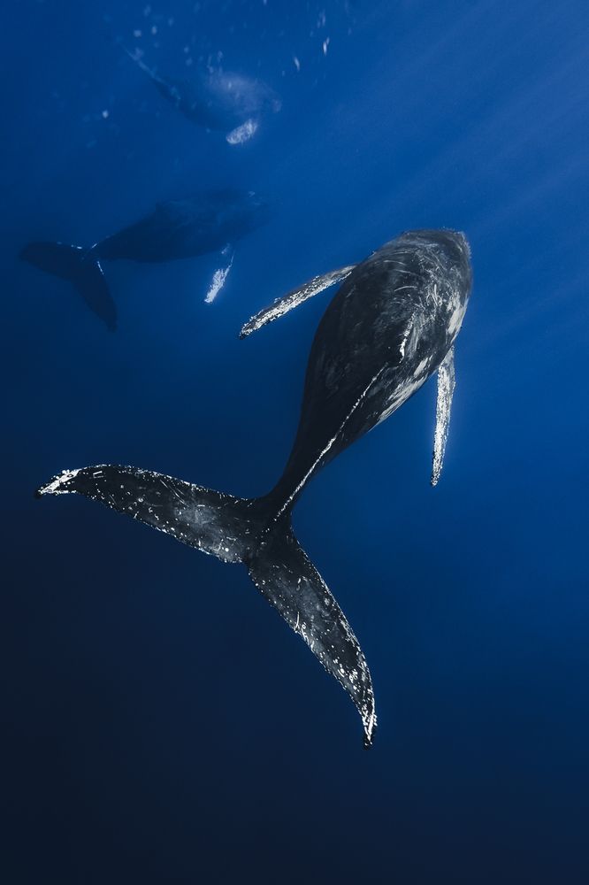 A family of Humpback whales