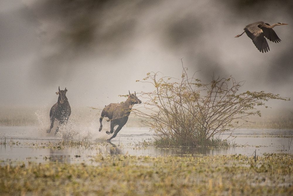 Photograph by Alap Brahmbhatt