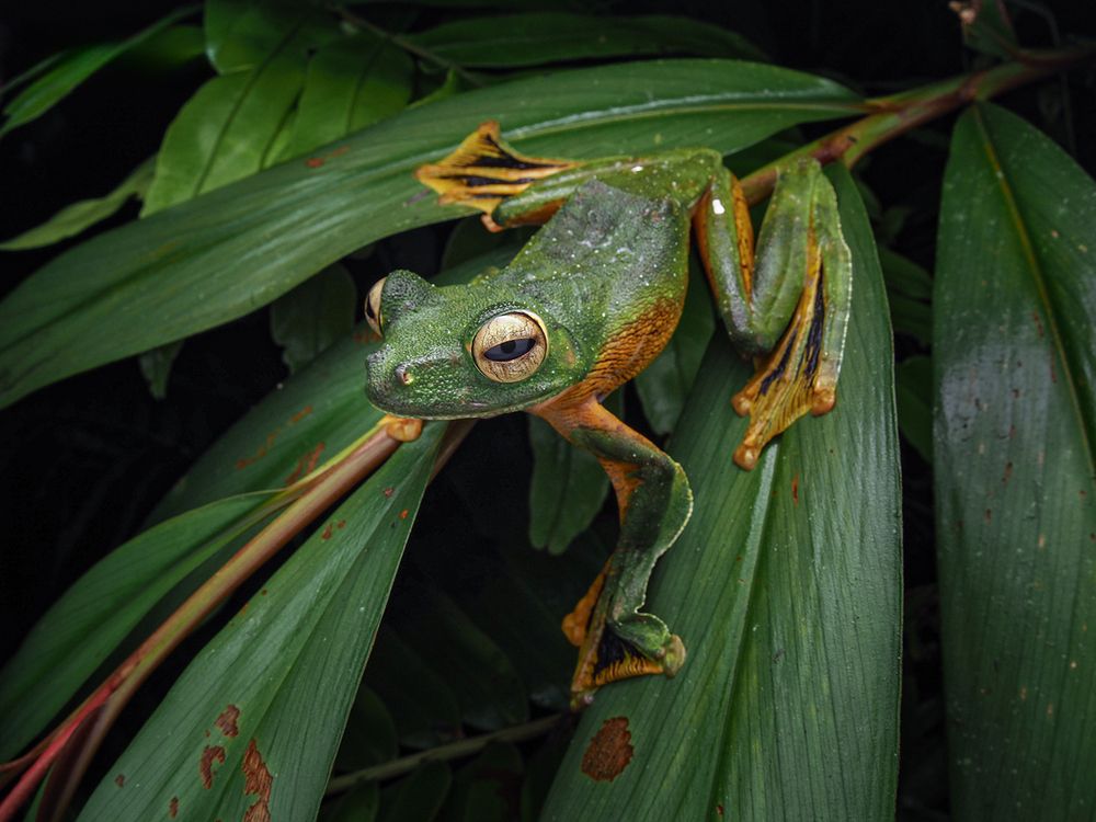 Фотография автора TAN LING ZI