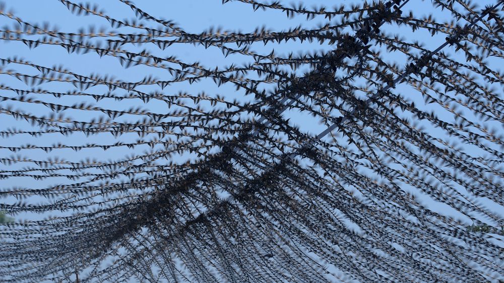 Photograph by Alap Brahmbhatt