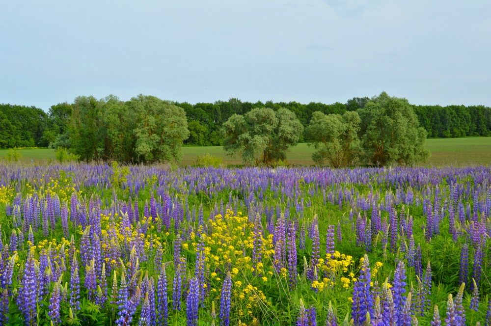 Photograph by Анна Богданова