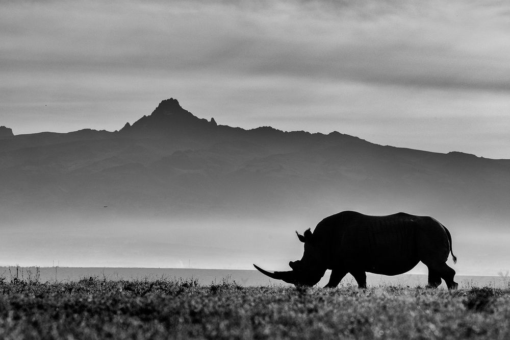 A Day in the Life of a Giant – Bonding with the Rhino