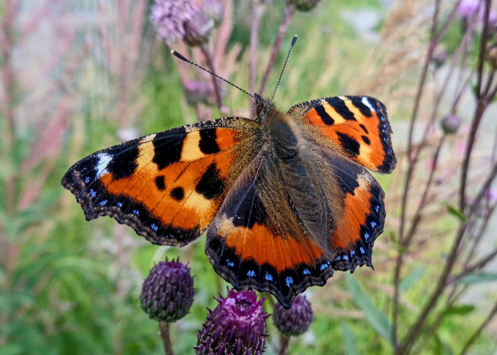 Фотография автора Ирина Гуськова