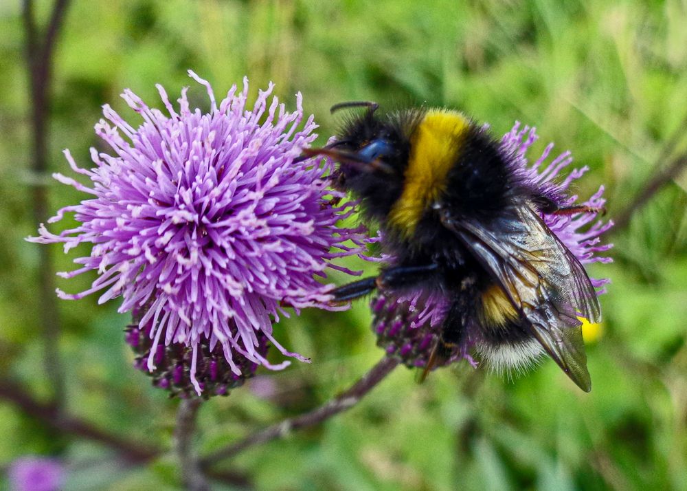 Фотография автора Ирина Гуськова