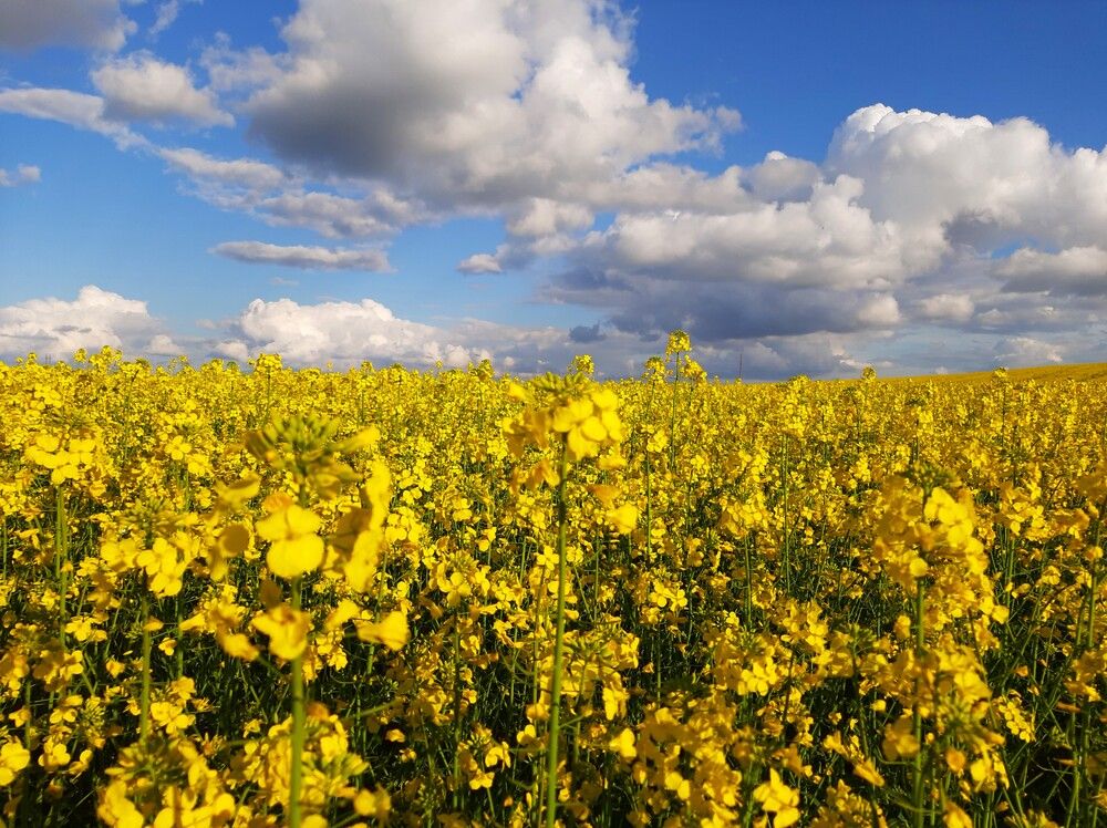 Рапсовое поле, Симферопольский район