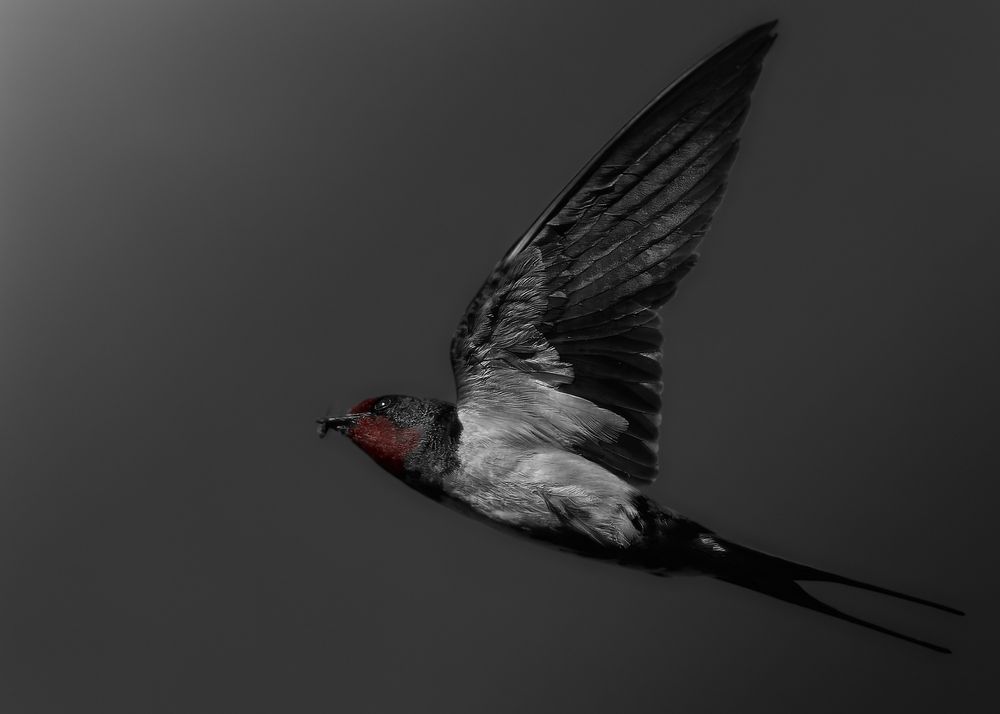 Photograph by Kaisyakuji Yushi