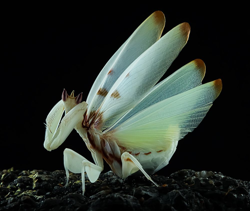 Orchid Mantis - Hymenopus Coronatus