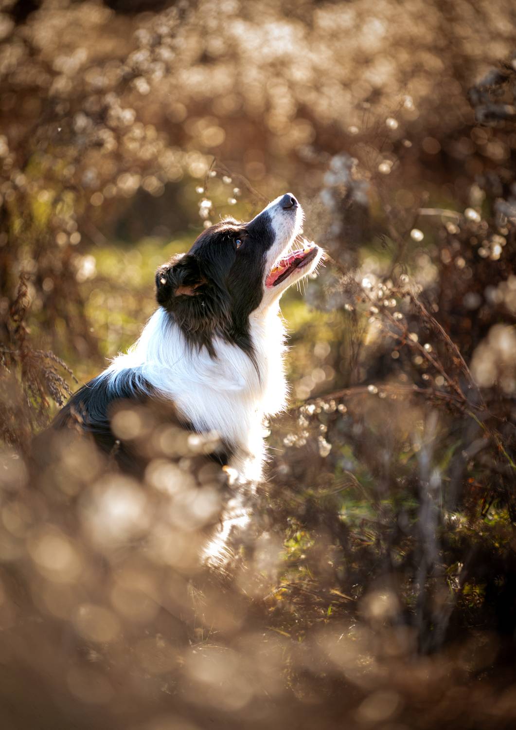 Фотография #11993604