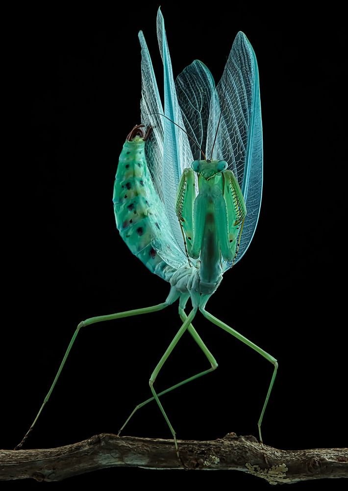 Giant Amazonian Leaf Mantis - Macromantis Hyalina