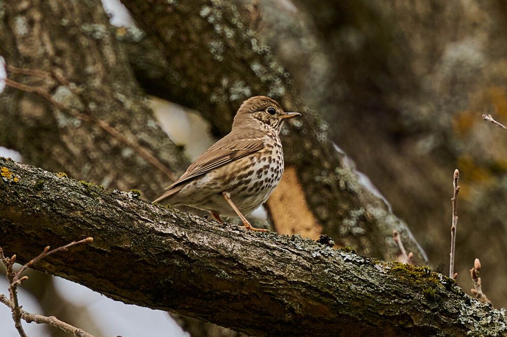 Photograph by Дмитрий Солодухин