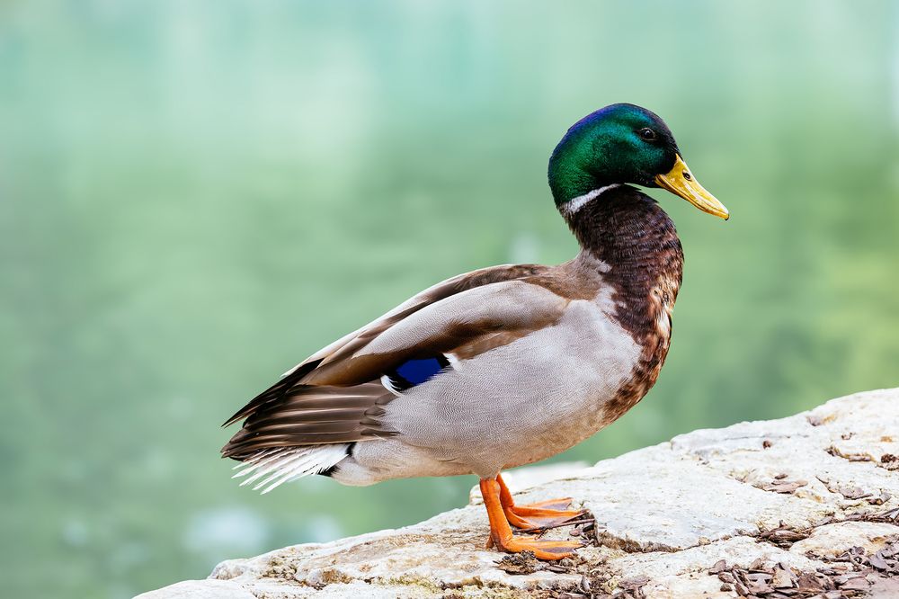 Фотография автора Halina Paspelava