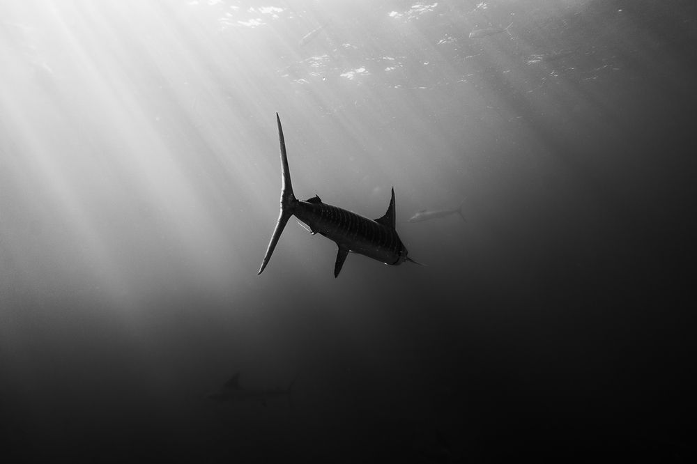 Sardina Run Magdalena bay Baja California Sur
