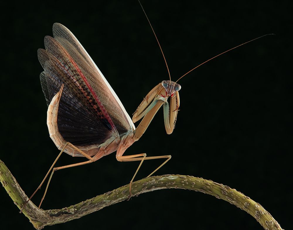 Chinese Mantis - Tenodera Sinensis