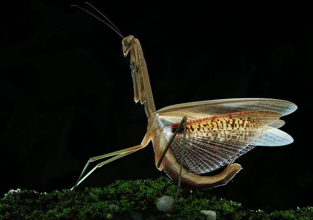 Chinese Mantis - Tenodera Sinensis