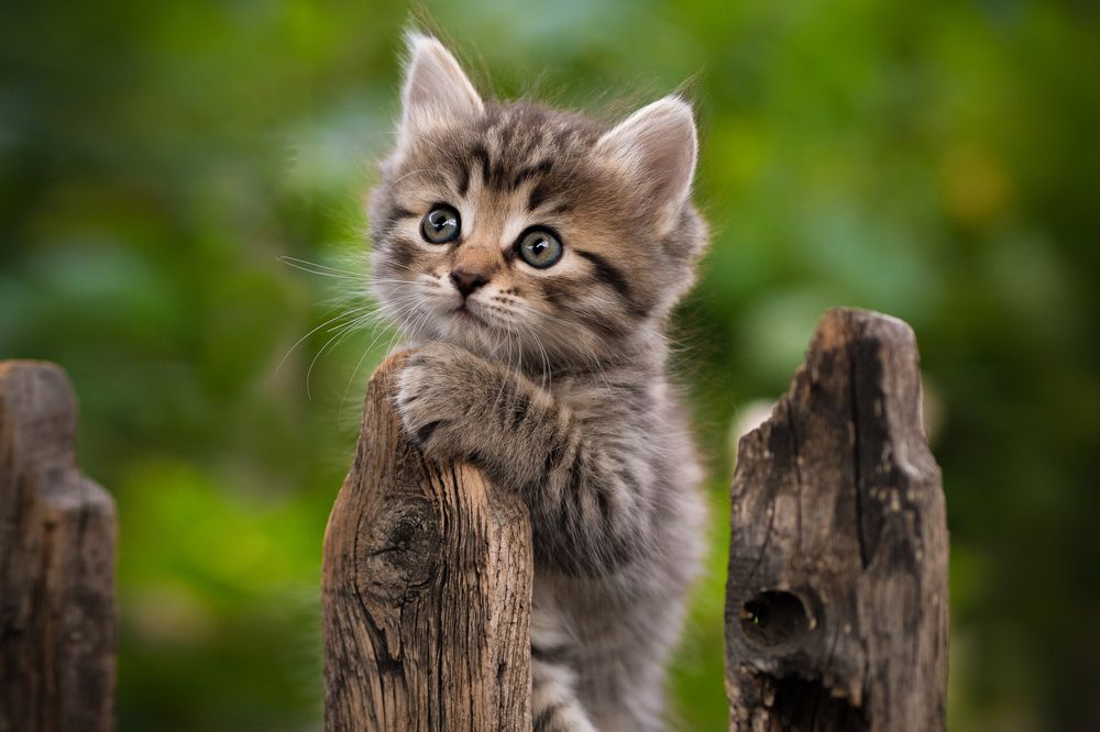 Фотография автора Коротун Юрий