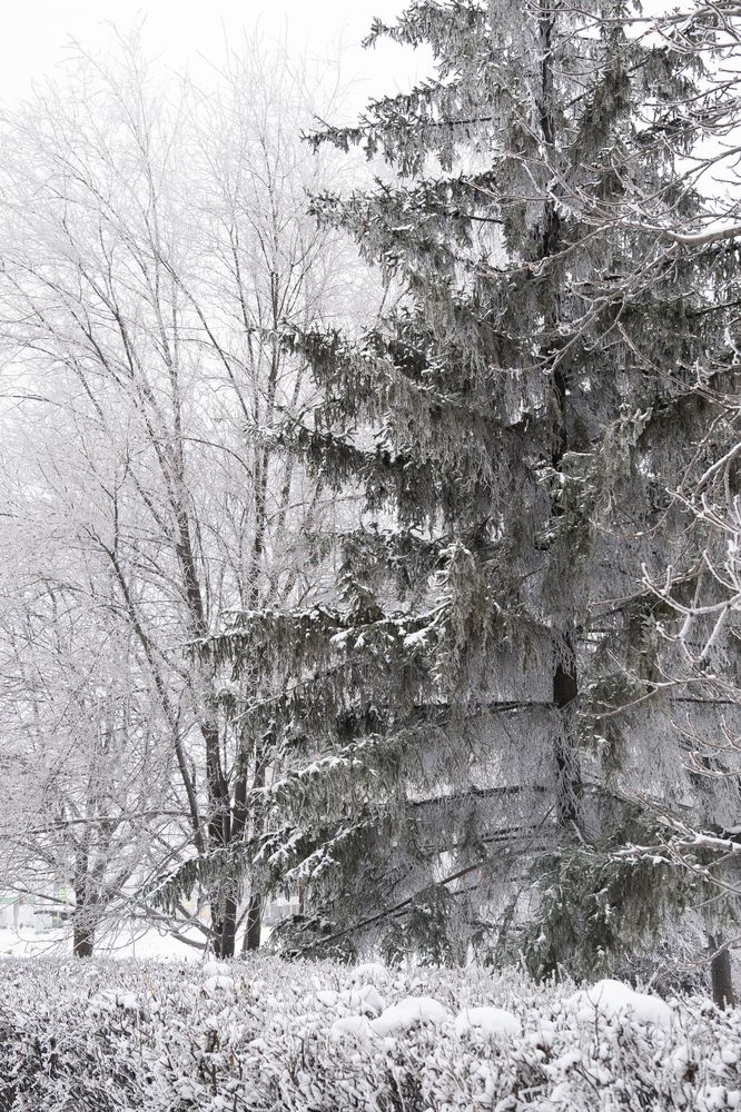 Фотография автора Яна Никольская