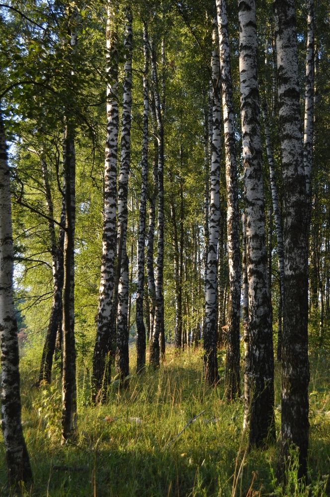 Photograph by Анна Богданова