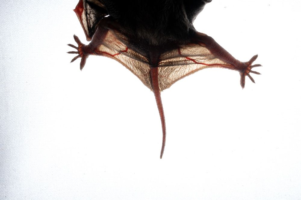 Photograph by Luis Armando Navarro Zarco