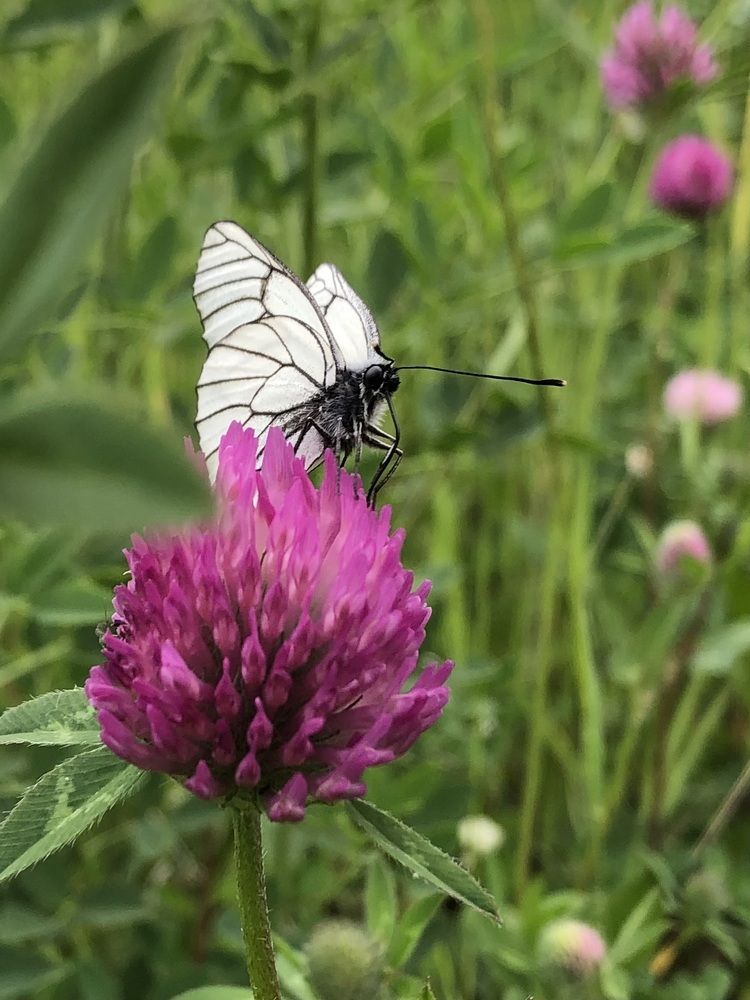 Фотография автора Светлана Гончарова