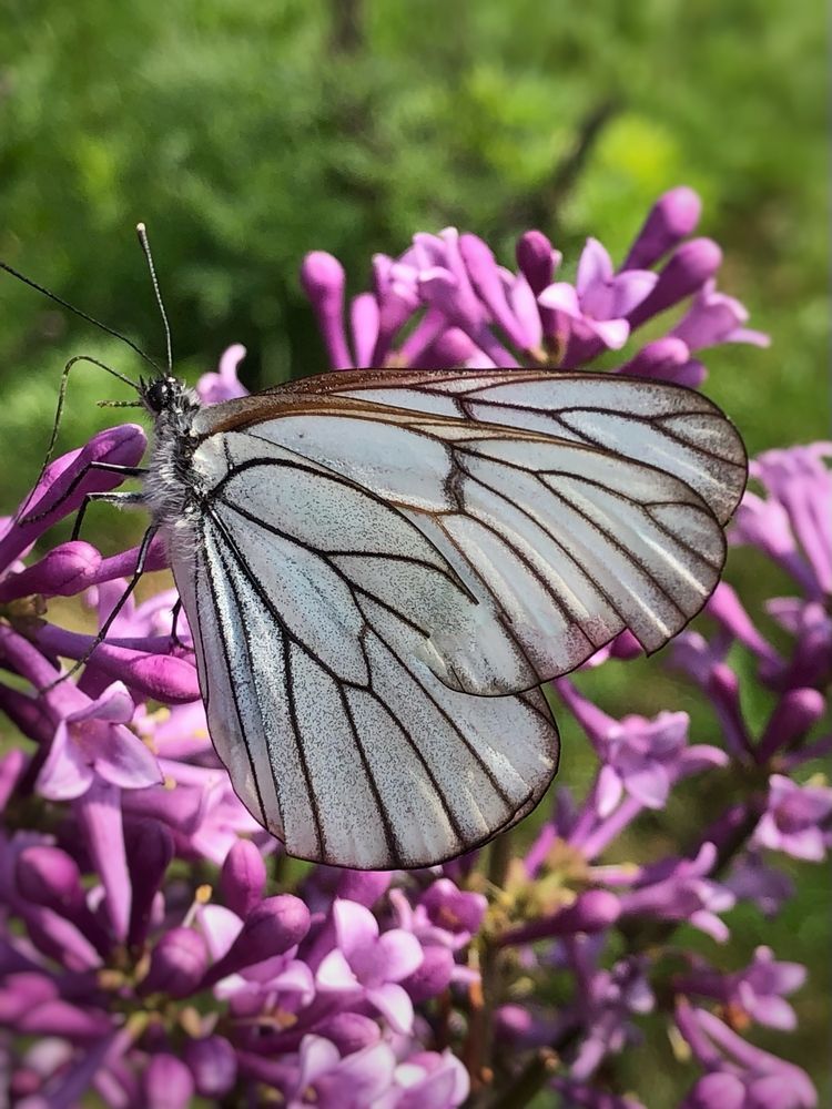 Фотография автора Светлана Гончарова