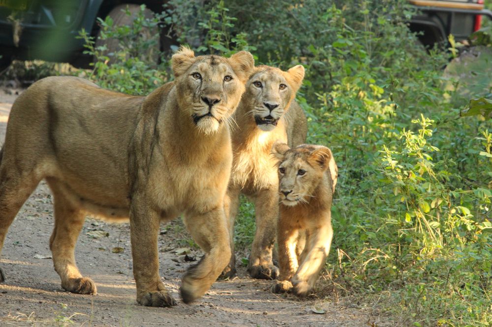 Фотография автора Siddharth Mohan