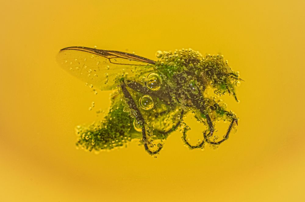 Фотография автора Наталья Алексеева