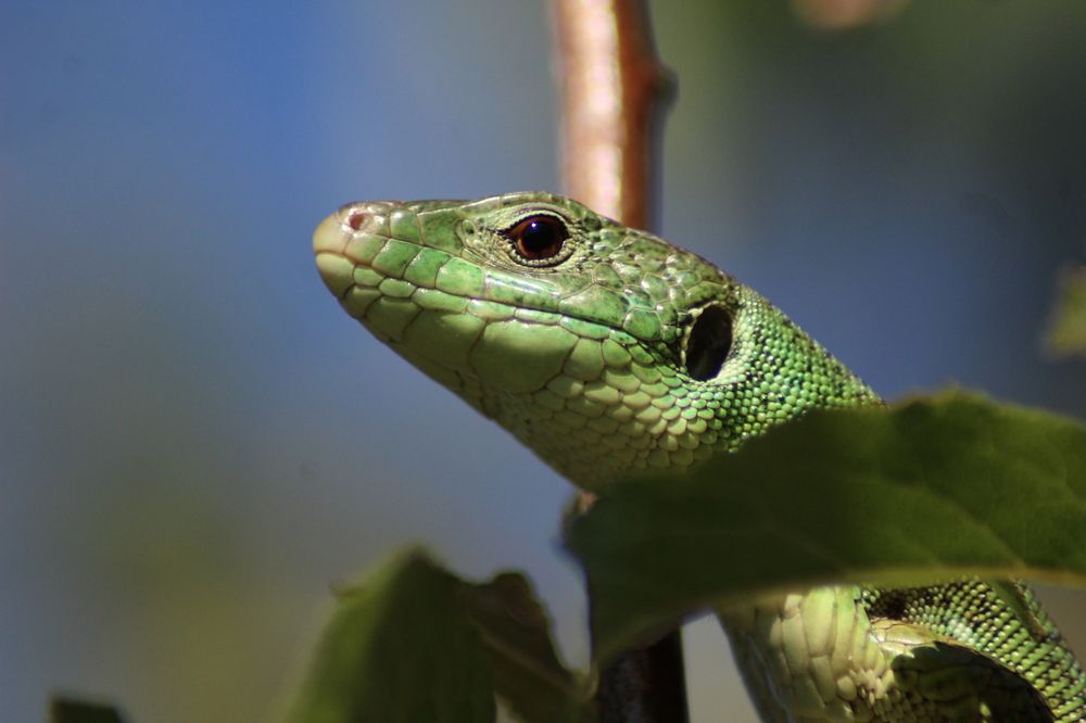 Photograph by Panagiotis Batatolis