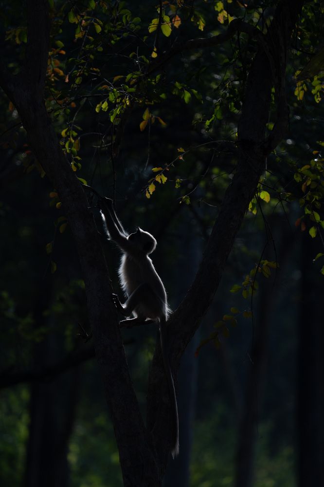 Indian langur monkey with nature light