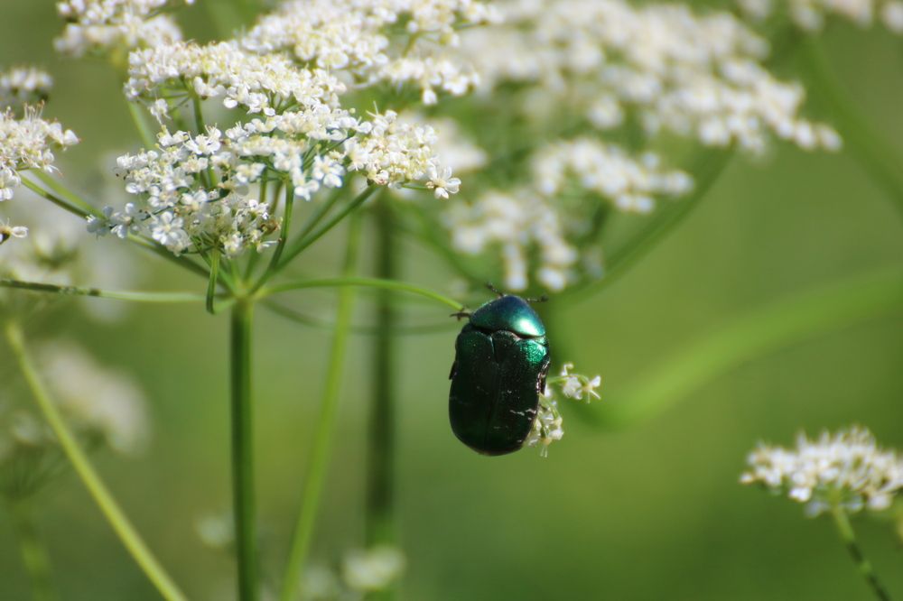 Photograph by Евгения Малафеева