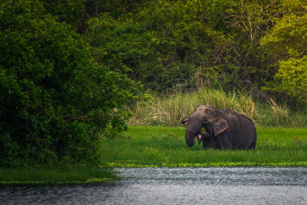 Photograph by Anantharajha Manoj