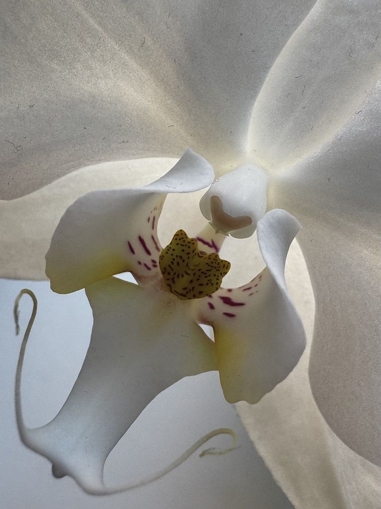 Photograph by Ольга Гаязова