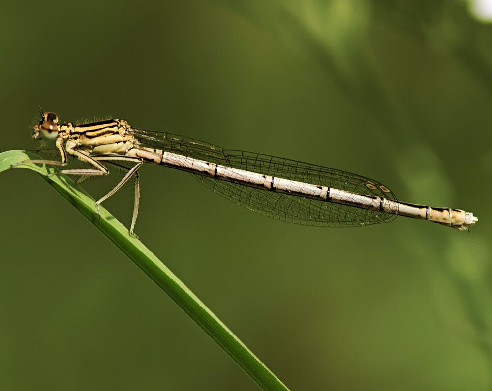 Плосконожка обыкновенная (Platycnemis pennipes)