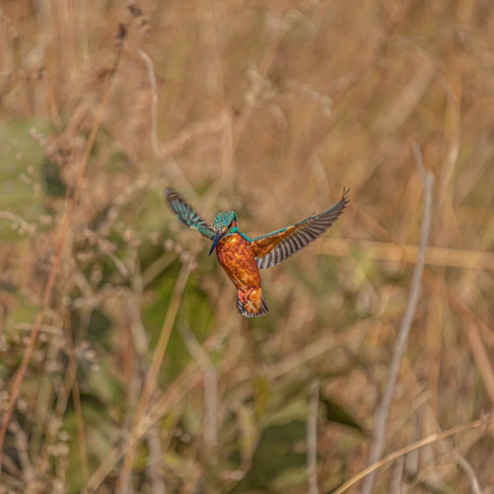 Photograph by 23BVC020-MANIVEL P B.Sc Viscom